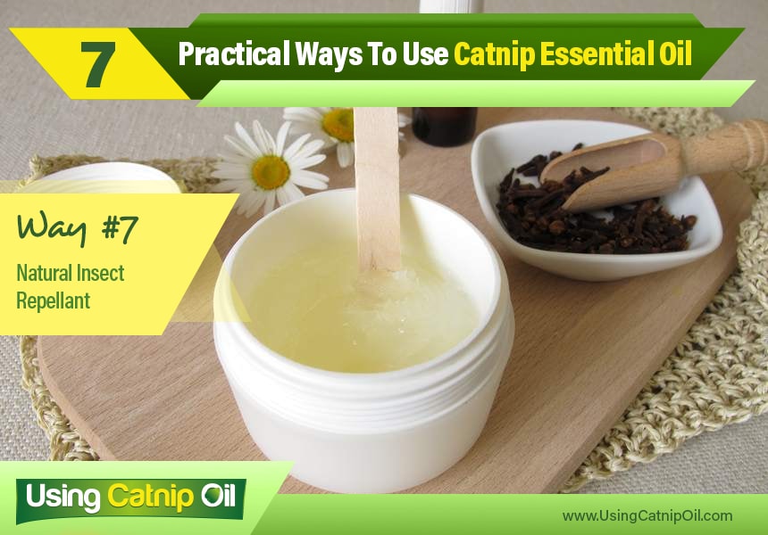   benefits of catnip essential oil
