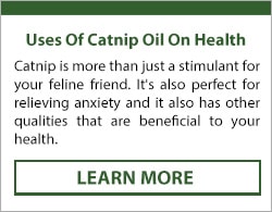  what is catnip essential oil used for