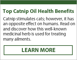   how to use catnip essential oil
