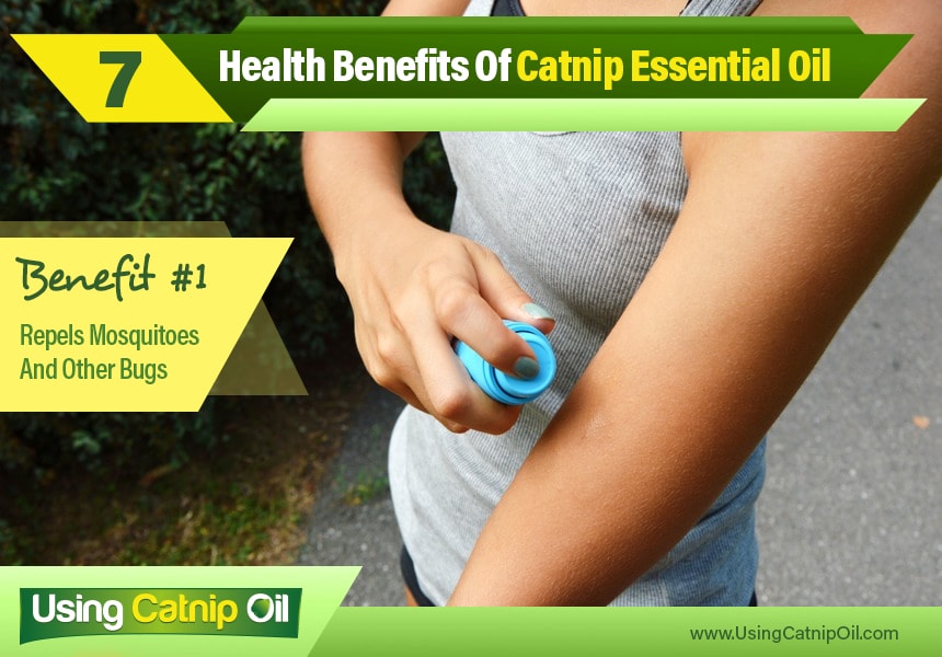  how to use catnip essential oil
