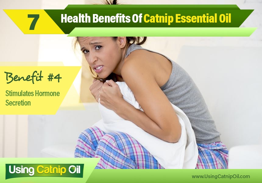 catnip essential oil uses